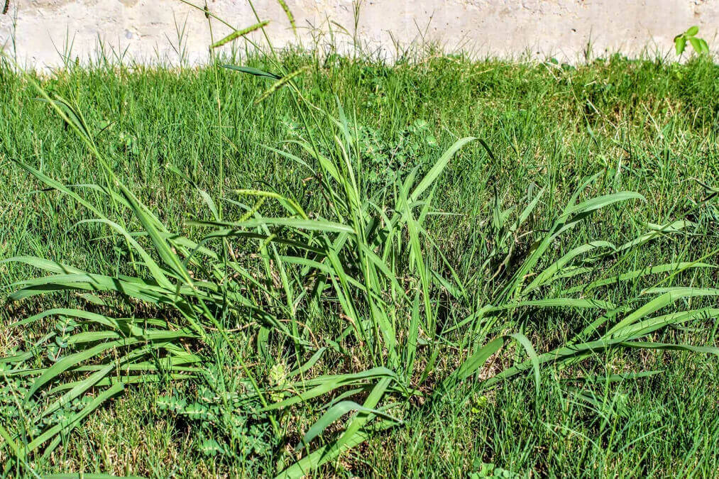 crab grass
