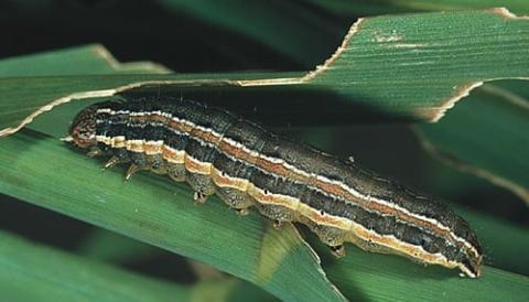 Striped caterpillar crawling along green grass blade