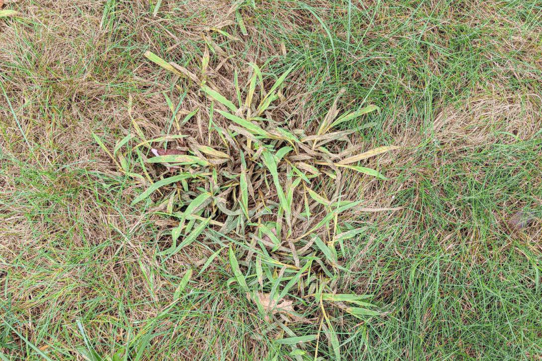 crabgrass