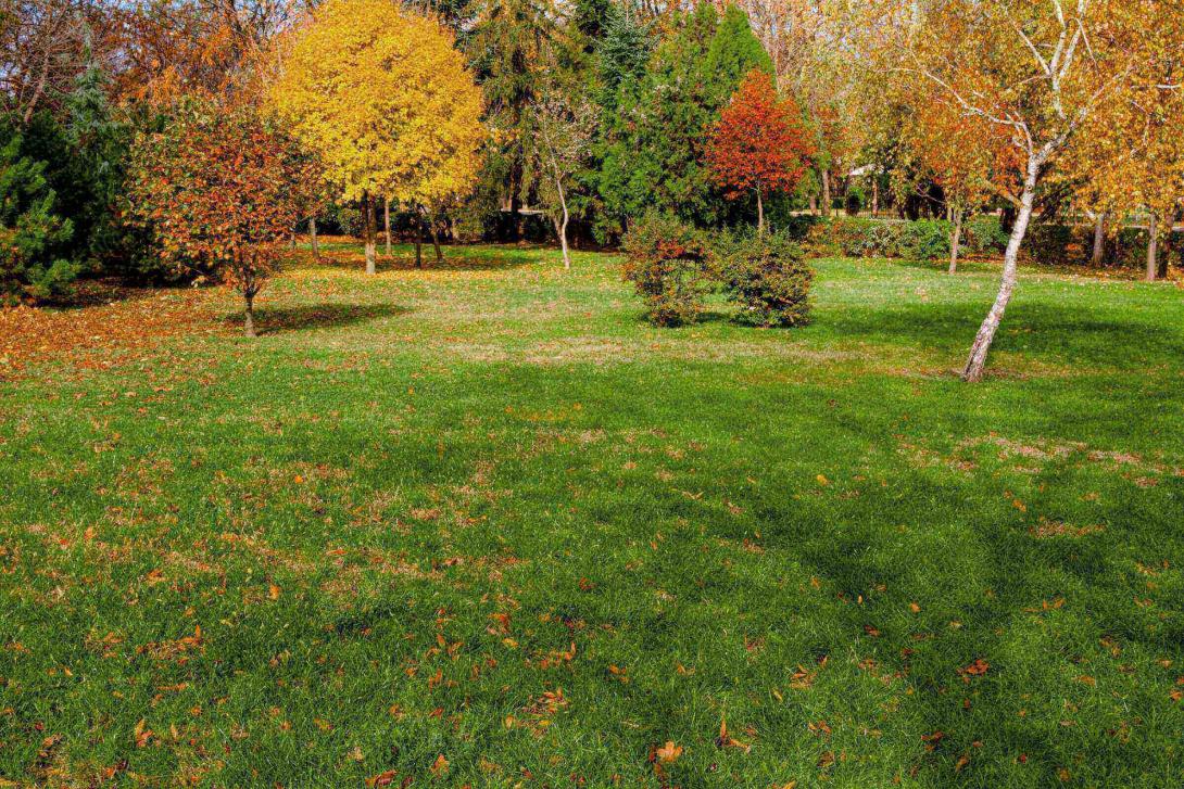 lawn during fall