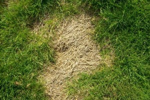 What is Killing Your Grass? 6 Possible Pests and How To Deal With Them…
