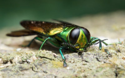 6 Things You Need to Know About Emerald Ash Borer Treatments…