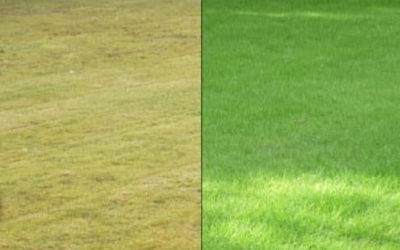 Tips For When You Should Fertilize Your Lawn and Why It’s Extremely Important to Hire a Professional To Do It…