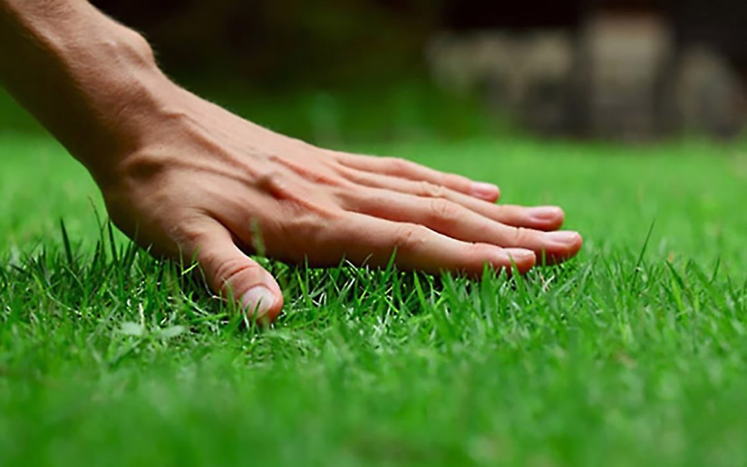 Follow These 3 Steps To Properly Fertilize Your Lawn…