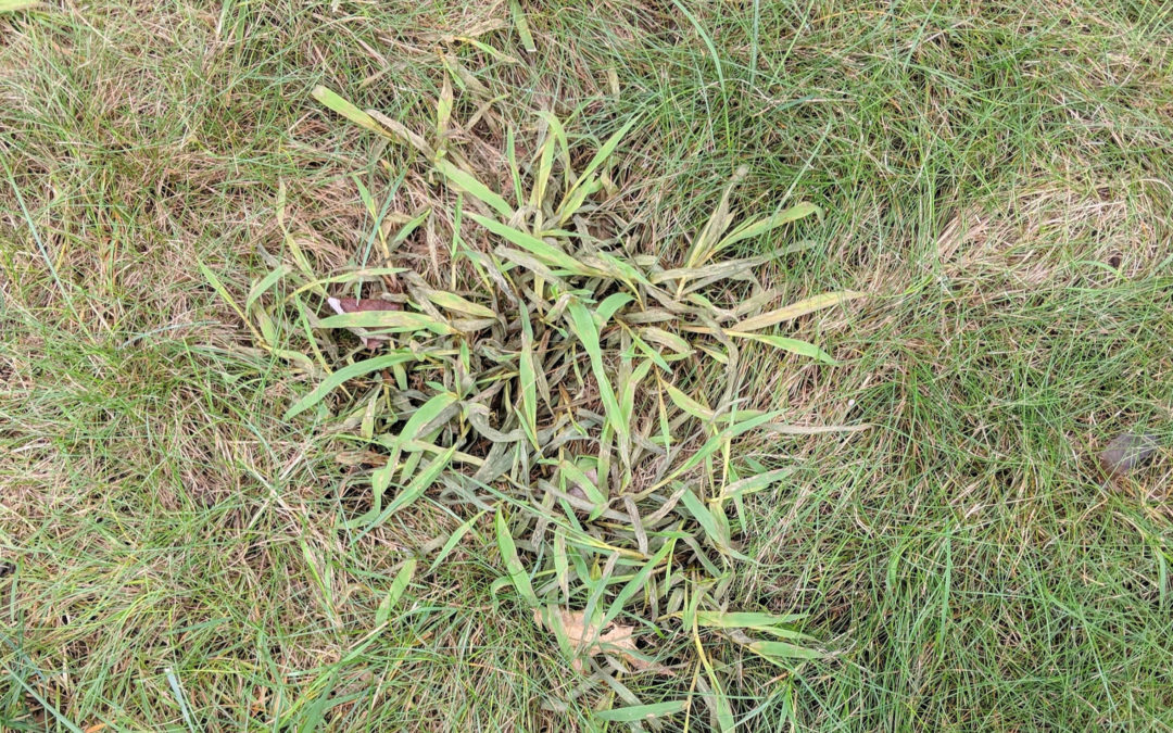 Lawn Care Tips – 5 Ways To Prevent Crabgrass and Other Weeds!…