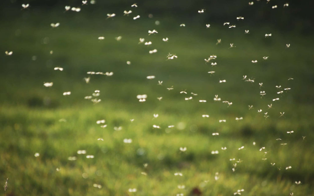 The 3 Main Benefits Of Professional Mosquito Control…