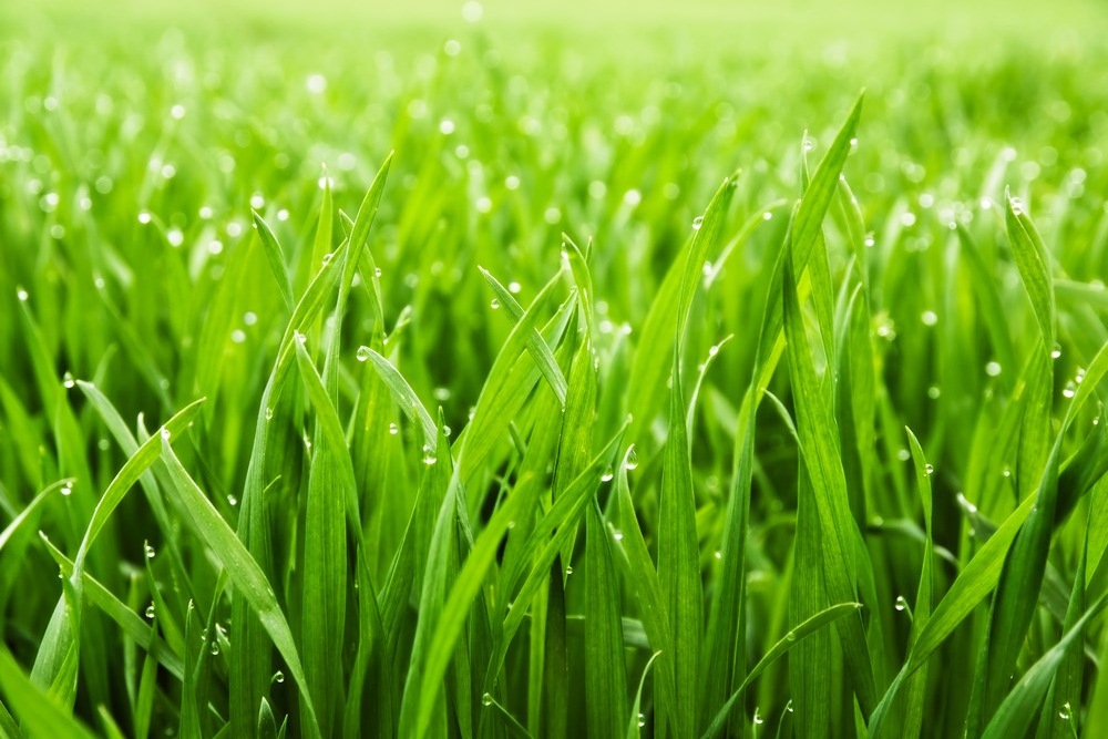 How To Take The Right Steps To Keep Your Lawn Green…