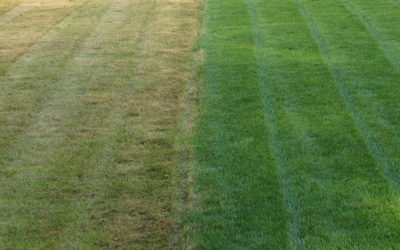 Aeration Is One of the Most Neglected Tasks in Lawn Care – View What Aerating And Overseeding Can Do For Your Lawn…