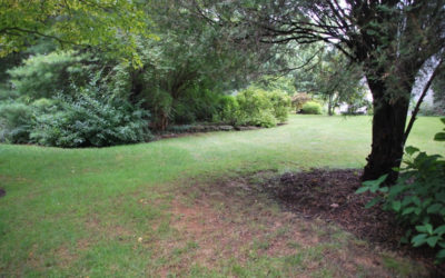 6 Tips For Growing Your Lawn In Spots With Heavy Shade…