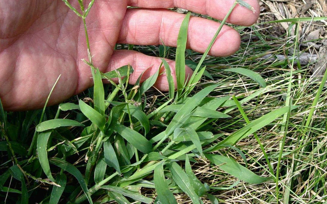 How to Identify and Get Rid of Crabgrass…