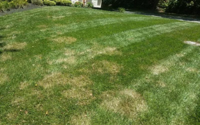 6 Reasons Your Lawn May Not Be Healthy and How To Take Care of It…