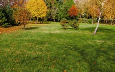 With Fall Approaching, Fertilizing Your Lawn Will Be Key…