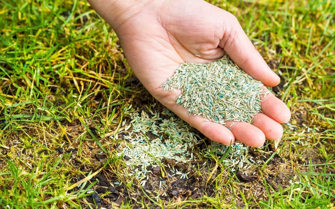 Everything You Need To Know About Overseeding Your Lawn…