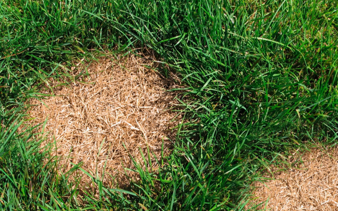 8 Common Causes of Dead Patches In Your Yard…