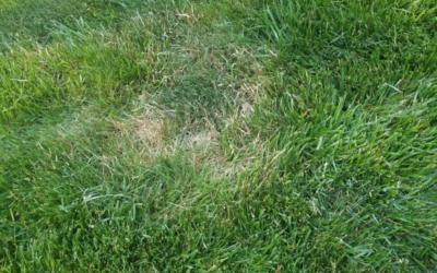 That Brown Spot On Your Lawn Could Be The Sign of Grass Disease…