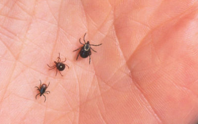 How To Prevent Ticks From Infesting Your Lawn…
