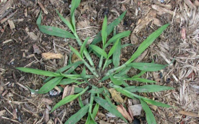 5 of the Most Common Weeds in Your Lawn and How to Get Rid of Them…