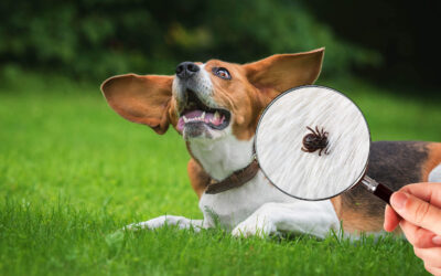 A Comprehensive Guide to Tick Control in Your Yard…