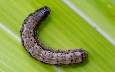 Armyworm Control: How to Get Rid of Armyworms and Protect Your Lawn…