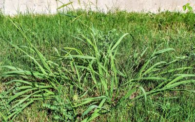 Why Crabgrass Is Such a Nuisance for Your Lawn and Why You Need to Get Rid of It Quick…