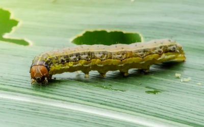 Everything You Need to Know About Armyworms in Landscaping…
