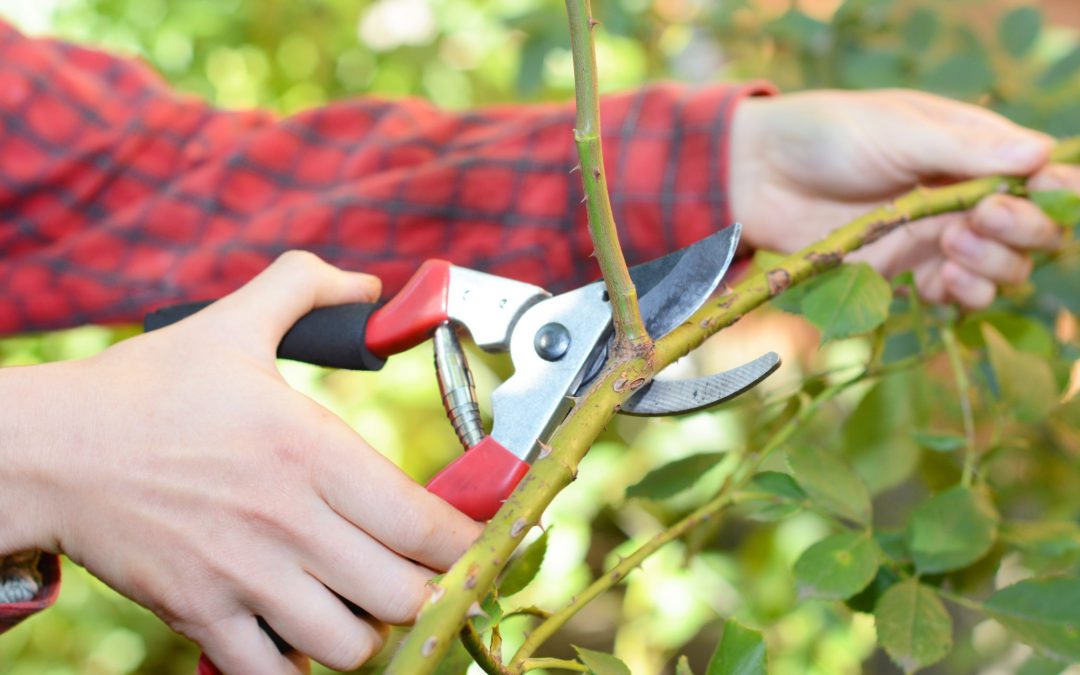 The Importance of Fall Pruning in Central Kentucky Gardens…