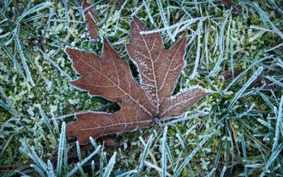 How to Prepare Your Lawn for Winter: Essential Tips and Techniques…