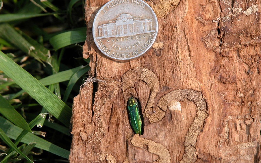 Do I Need to Control Emerald Ash Borer in My Lawn During Winter?…