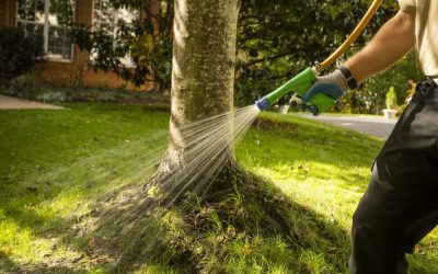 A Guide to Lawn Fertilization That Explains How to Achieve a Lush and Healthy Lawn…